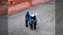 Cute Baby Goats - A Cute And Funny Baby Goats Compilation _ NEW HD-JmGSCIy7-kk.CUT.00'34-01'10