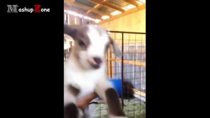 Cute Baby Goats - A Cute And Funny Baby Goats Compilation _ NEW HD-JmGSCIy7-kk.CUT.01'09-01'45