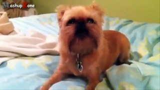 Most Funny Talking Dog Videos Compilation 2014 [NEW]-hiMjgLaN9cY.CUT.01'09-01'45