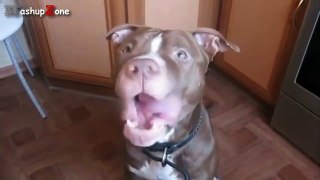 Most Funny Talking Dog Videos Compilation 2014 [NEW]-hiMjgLaN9cY.CUT.01'44-02'20