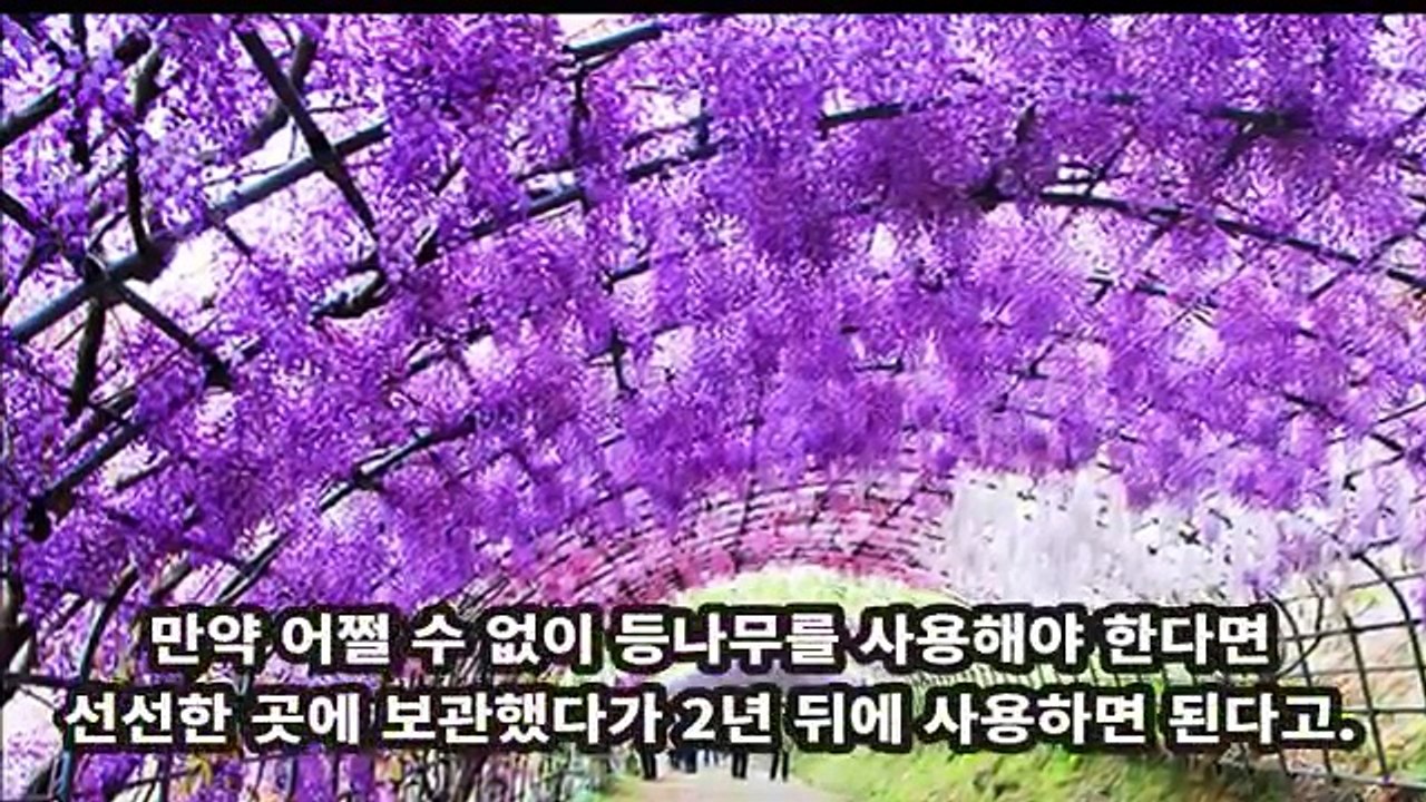 집안에 두면 재앙을 부르는 식물 3가지 + 1 [풍수인테리어, 식물편]
