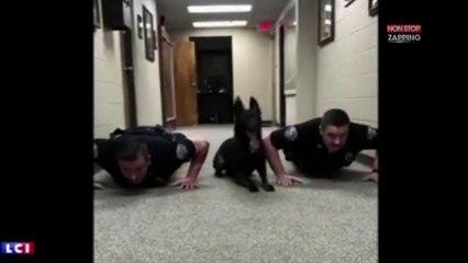 Etats-Unis : Un chien policier en pleine séance de muscu ! (vidéo)