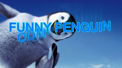 Funny and cute penguin videos compilation-ZyBiiWwBbTg.CUT.00'00-00'35