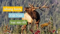 [NhungHuouShop.com] Nhung Hươu Việt Nam loại nào tốt?