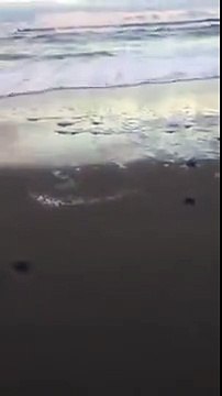 Turtle Hatchlings Make Their Way to Sea in Melbourne Beach, Florida