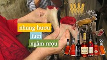 [NhungHuouShop.com] Nhung hươu tươi ngâm rượu: công dụng   cách sử dụng