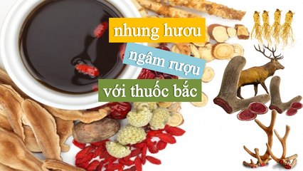 [NhungHuouShop.com] Nhung hươu ngâm rượu với thuốc bắc