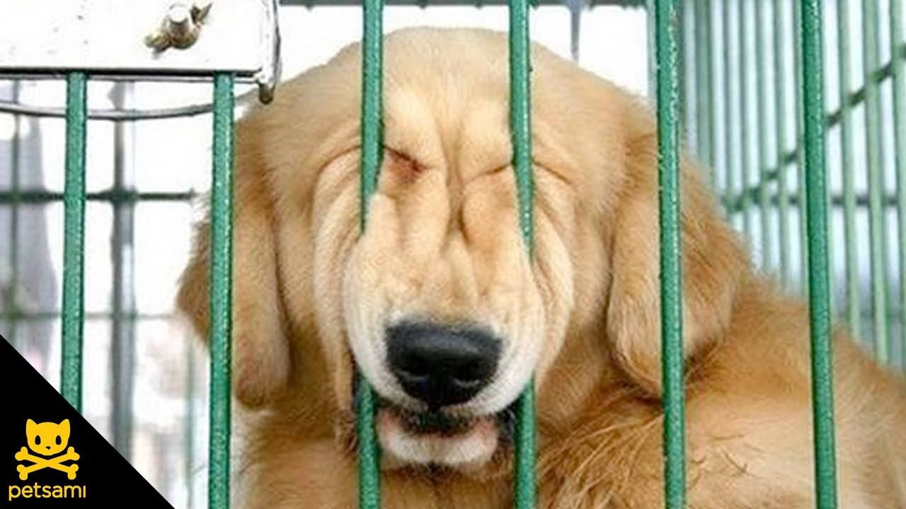 Regardez comment ce chien en cage réussit à s'échapper... Futé le toutou