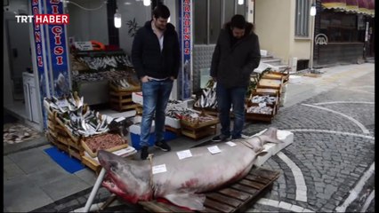 Lüleburgaz'da dev köpekbalığı