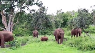 elephant in bhandipur forest in india