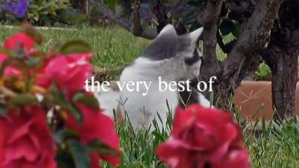 Crazy and Funny Cats  | Funny cats Compilations Try Not To Laugh