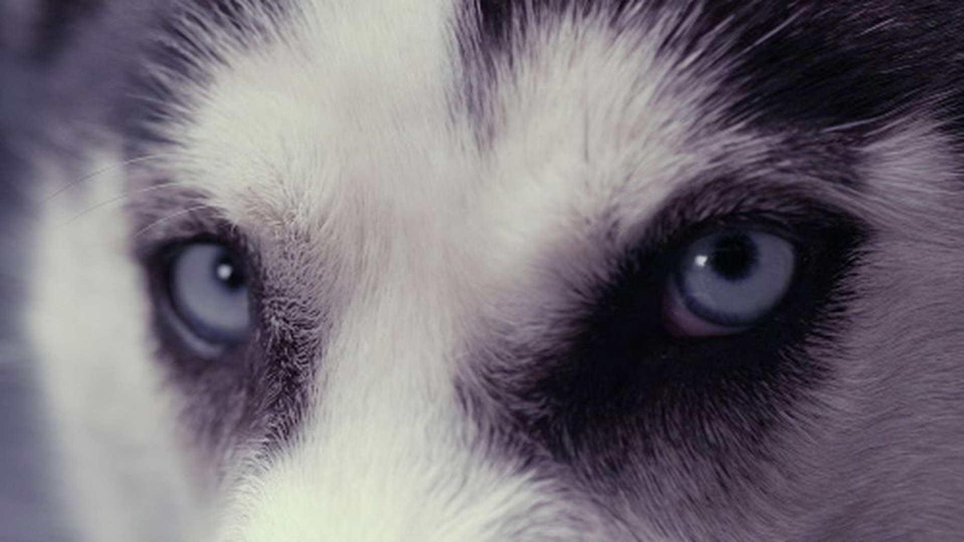 La Vie Secrete Des Chiens Hd St 2013 Video Dailymotion