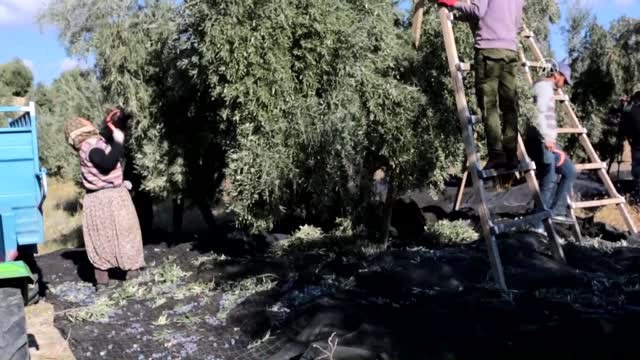 Mersin'de Zeytin Üreticisinin Yüzü Gülüyor