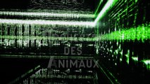 Entretien avec François-Michel Le Tourneau - Le Grand Orchestre des Animaux - 2016