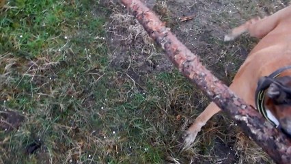 Zeppo fully satisfied on a Saturday