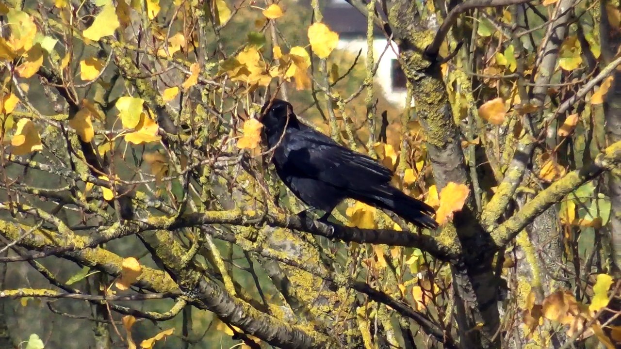 Rabe in einem Baum am Stadtrand | Dillingen/Saar (2017)