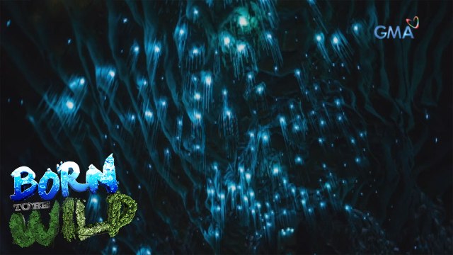 Born to Be Wild: Doc Ferds explores a Glow-worm cave in New Zealand