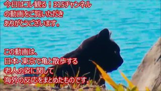 【海外の反応】まるで日本の亀仙人！？おじいちゃんと巨大亀が仲良し散歩！その光景に外国人驚愕＆ほっこり！