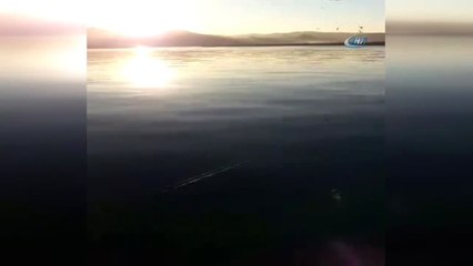 Olta Balıkçılarının Kancasına Bu Sefer Martı Takıldı