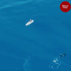 Kanodaki kişilere balina sürprizi