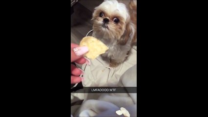 Lui tu sais qu'il va te bouffer la main! Vilain chien