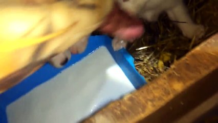 Вечерняя кормёжка щенков и собак!!!