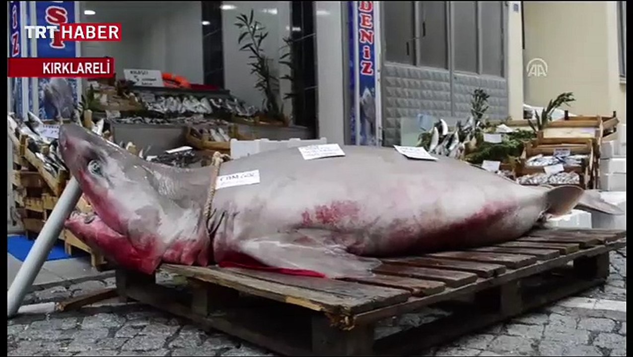 Lüleburgaz'da dev köpekbalığı
