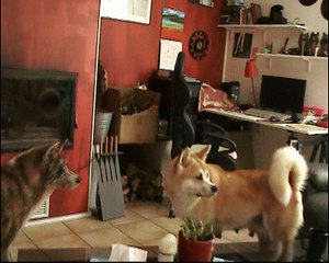 video chiots 26 nov (1)