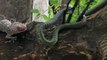 3 gros lézards repoussent un serpent forcé à fuir dans l'arbre