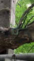 3 gros lézards repoussent un serpent forcé à fuir dans l'arbre
