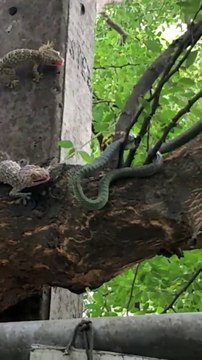 3 gros lézards repoussent un serpent forcé à fuir dans l'arbre