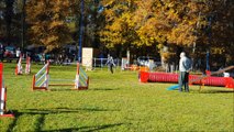 Concours d'Agility à Peujard