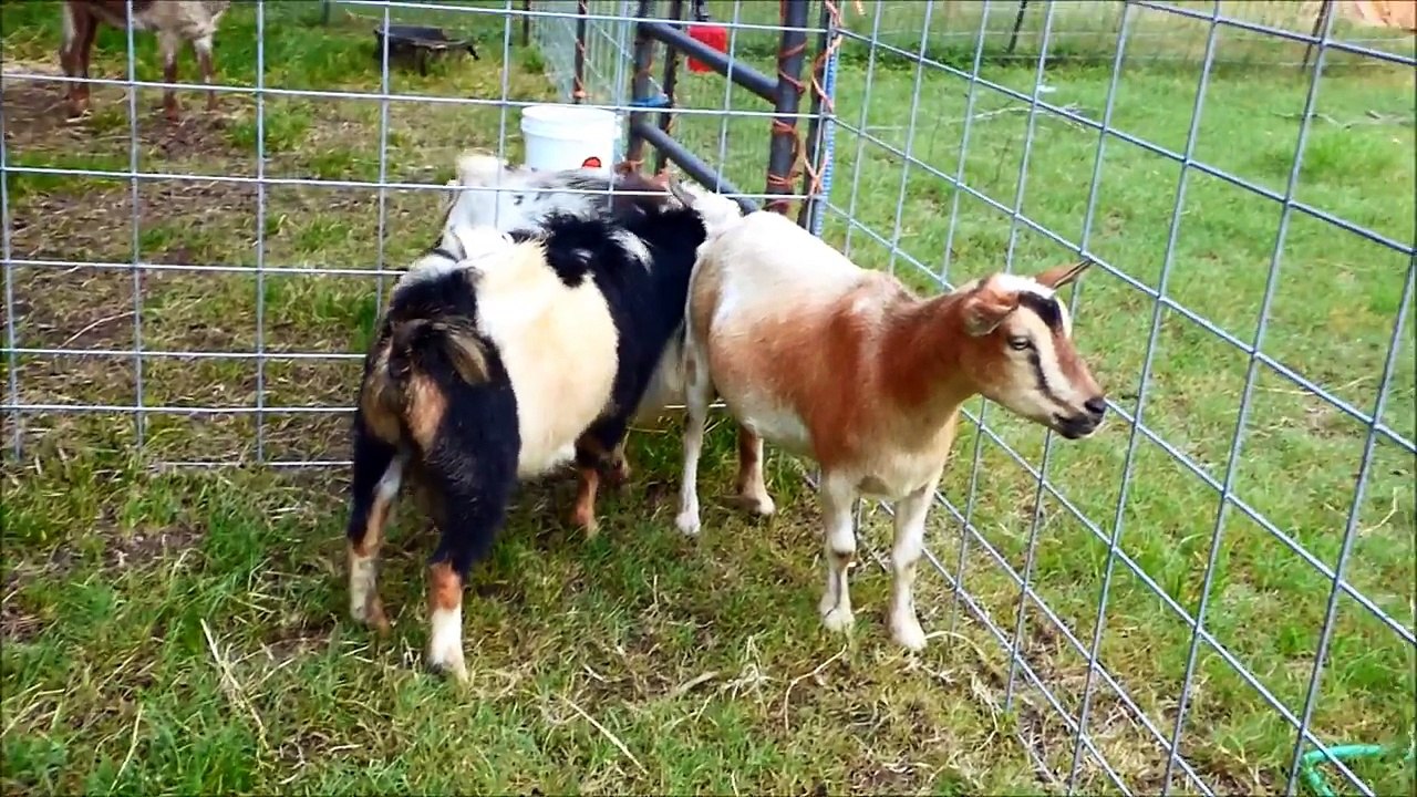 Bout goat everyday