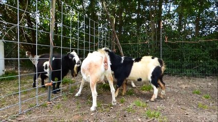 Frustasi kambing kawin lucu