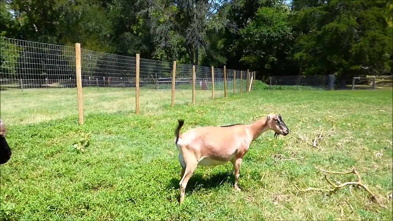 Bredd goat new