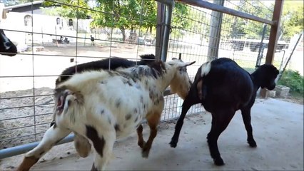 Little goat branding