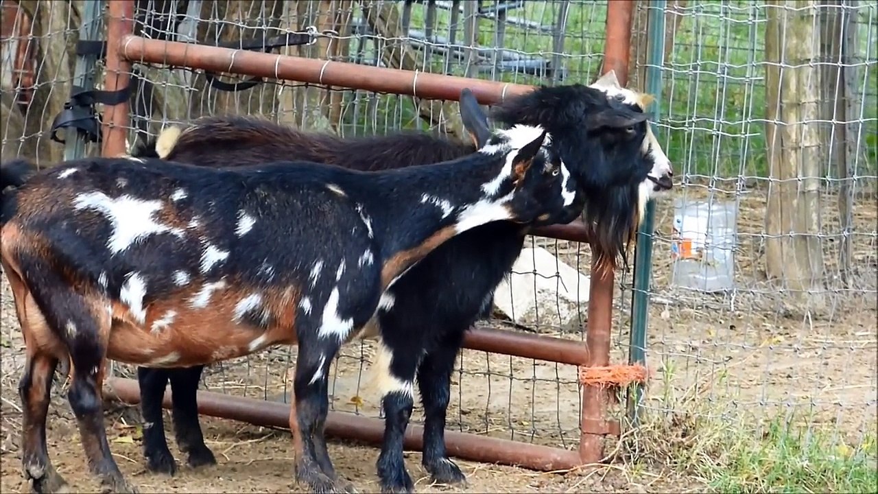 Mr. Buck goat