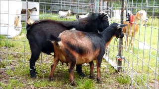 Goat blueberring from frams