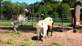 Funny goat atrack