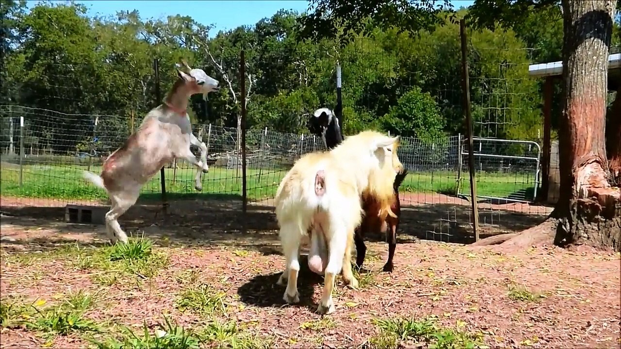 Funny goat atrack