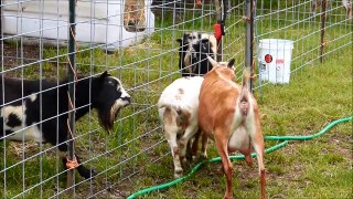 Goat Farmers