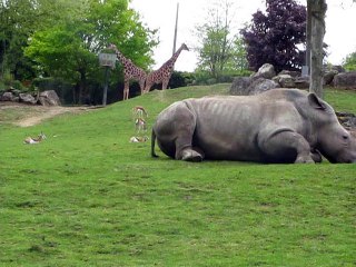 Zoo Beauval 2013-Rhinocéros