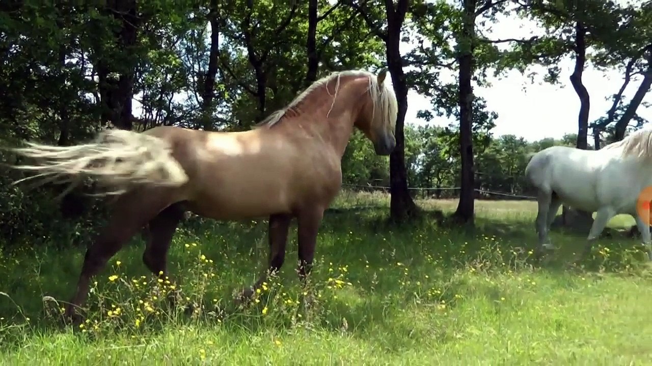 Horse romantic