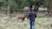 Man Punches a Kangaroo (Narrated by Australian)