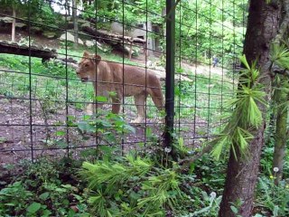 Zoo Beauval 2013-Lionne