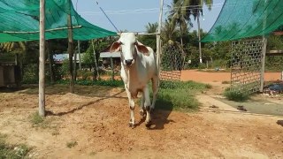 Eps 5 cow mating 2 Round
