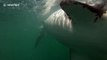 Huge great white sharks take the bait
