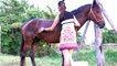 Horse anarkisme with girl Verry long