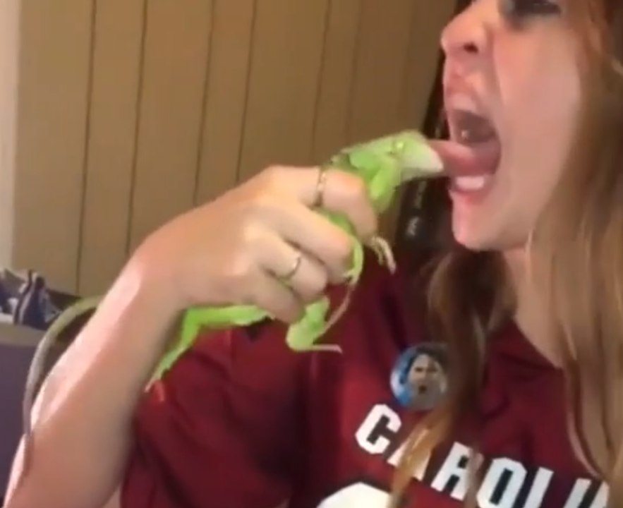 Ne jamais tirer la langue à un iguane... Douloureux pour la fille