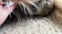 Super cute baby prairie dog cuddling up with golden retriever